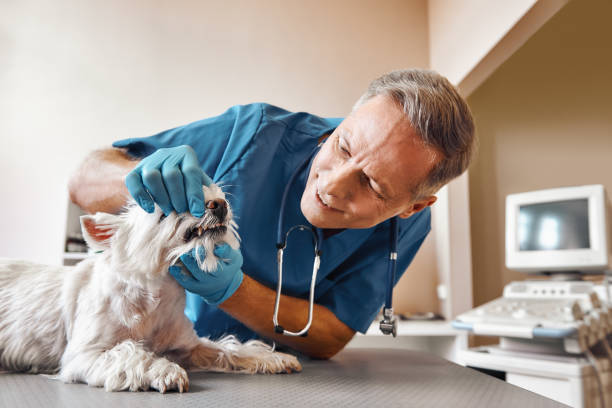 Best Urgent Dental Care in Watseka, IL